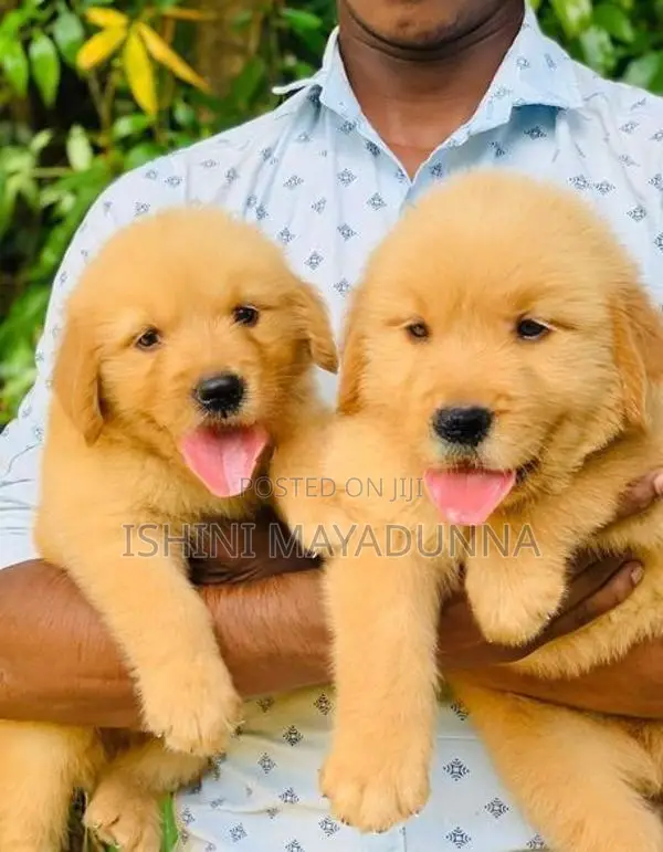 Golden Retriever Puppies