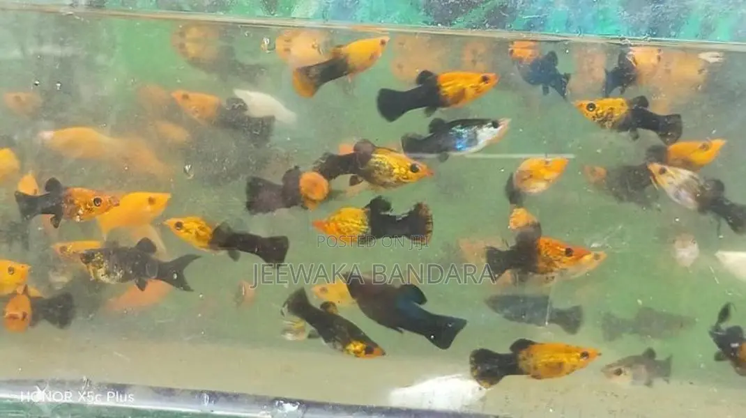Moli fish