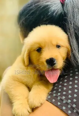 Golden Retriever Puppies
