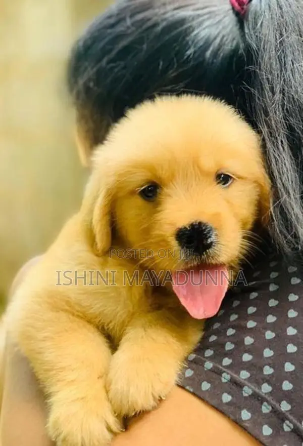 Golden Retriever Puppies