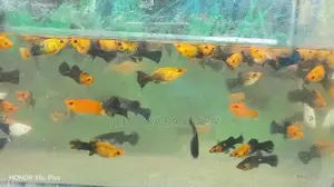 Moli fish