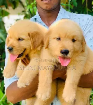 Golden Retriever Puppies