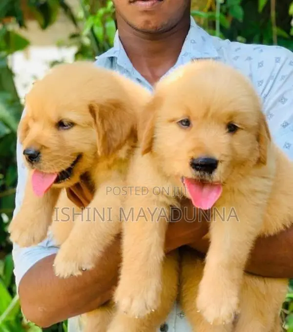 Golden Retriever Puppies