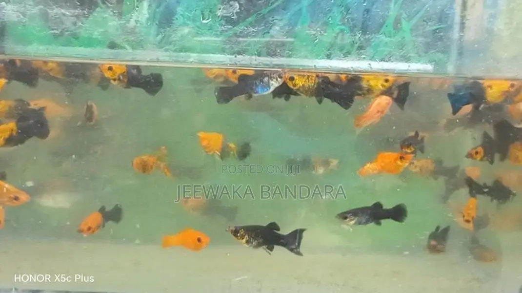 Moli fish