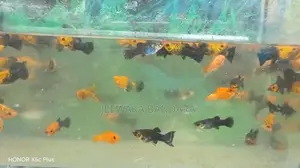 Moli fish