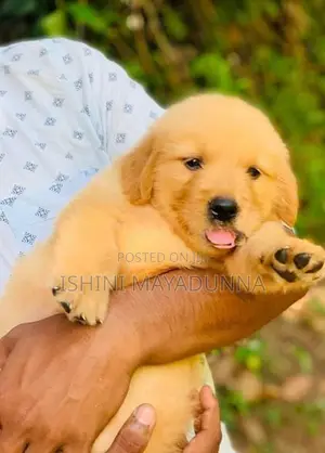 Golden Retriever Puppies