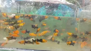 Moli fish