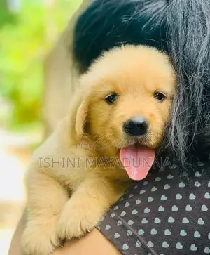 Golden Retriever Puppies