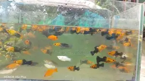 Moli fish