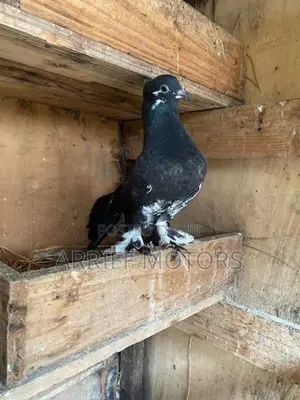 pigeon