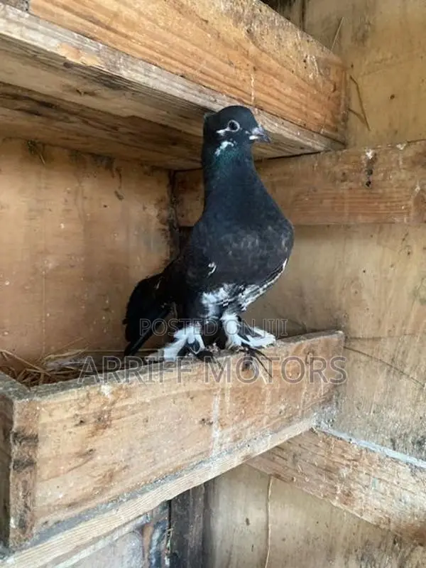pigeon