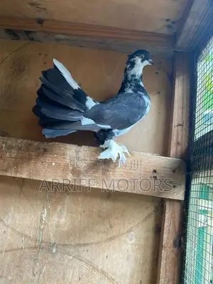 pigeon