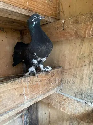 pigeon