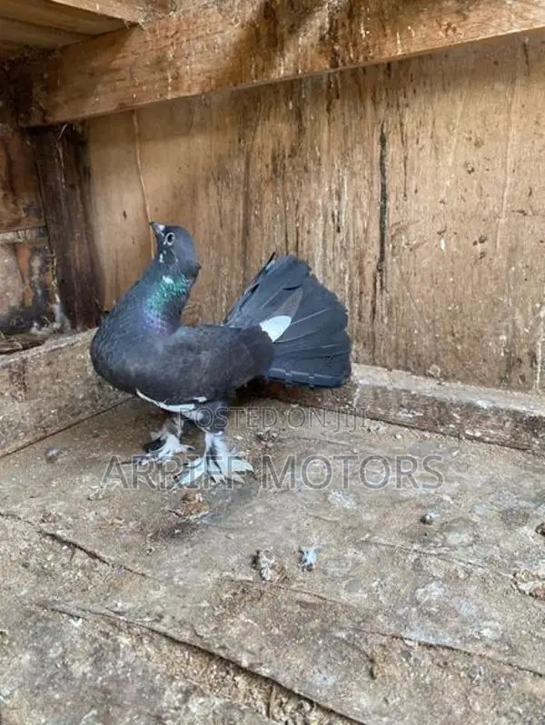 pigeon