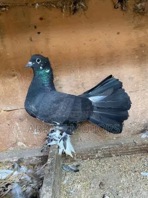 pigeon