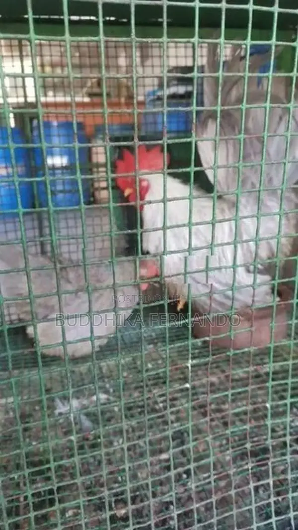 Japanese bantam rooster
