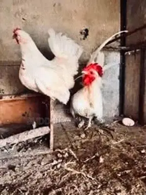 Japanese bantam rooster
