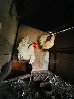Japanese bantam rooster