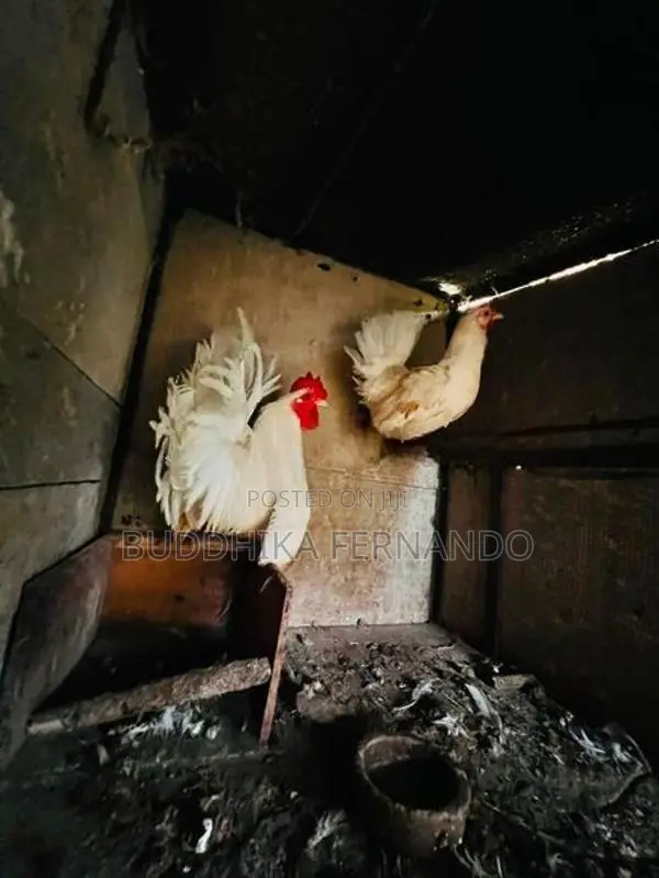 Japanese bantam rooster