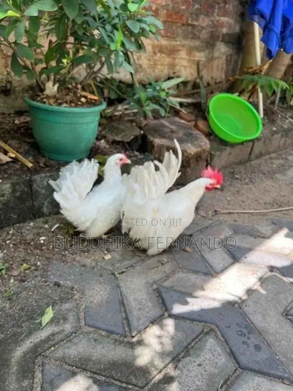 Japanese bantam rooster