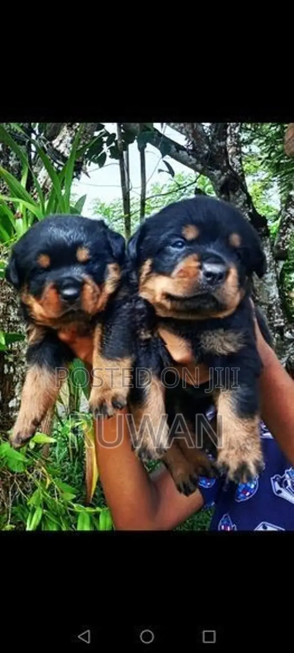 Rottweiler Puppies
