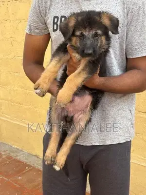 German Shepherd Puppies