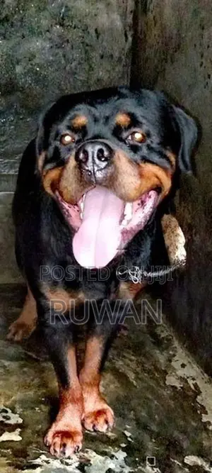 Rottweiler Puppies