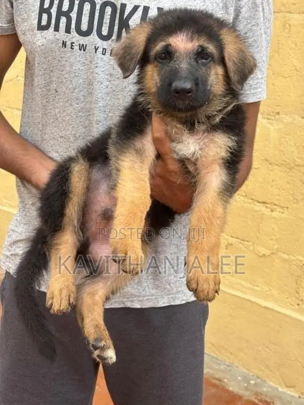 German Shepherd Puppies