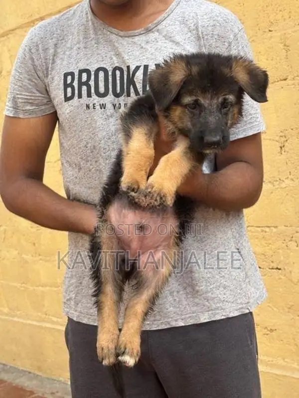 German Shepherd Puppies
