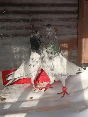 Pigeons