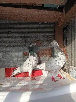 Pigeons
