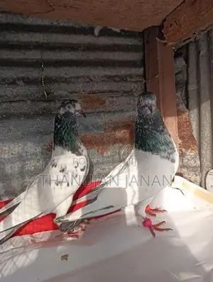 Pigeons
