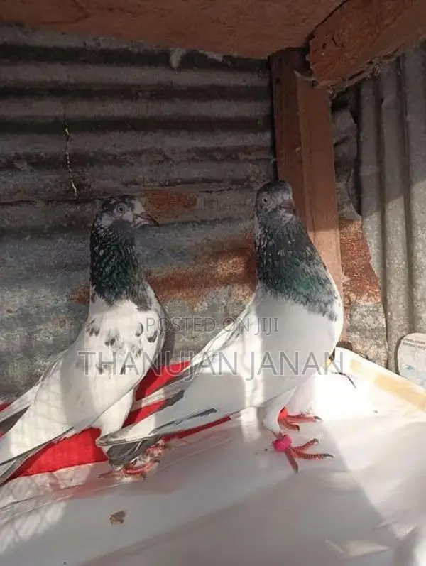Pigeons
