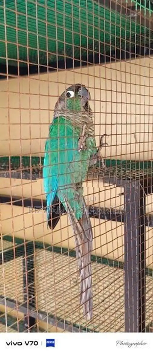 Green-Cheeked Conure Parrot