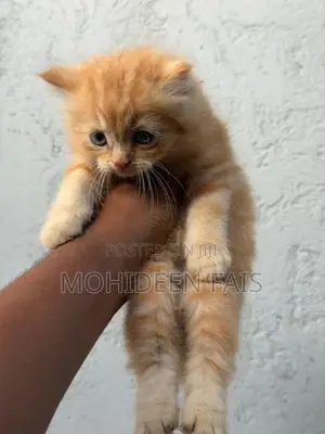 Pure breed Persian