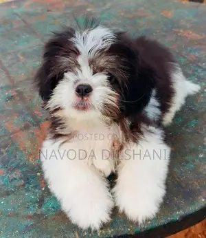 Mini Shih Tzu Puppy