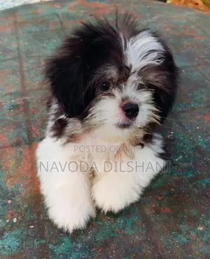 Mini Shih Tzu Puppy