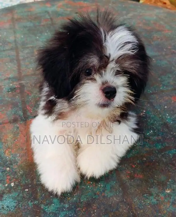 Mini Shih Tzu Puppy