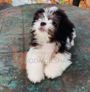 Mini Shih Tzu Puppy