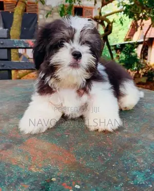 Mini Shih Tzu Puppy