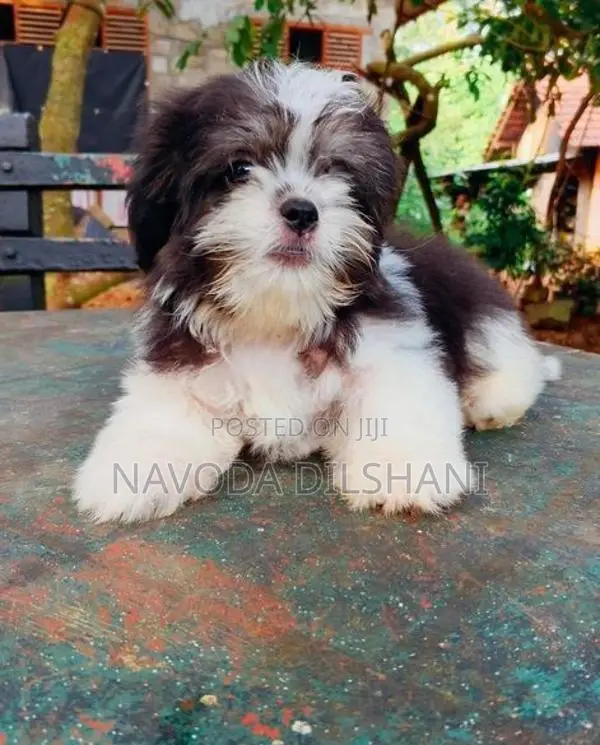 Mini Shih Tzu Puppy