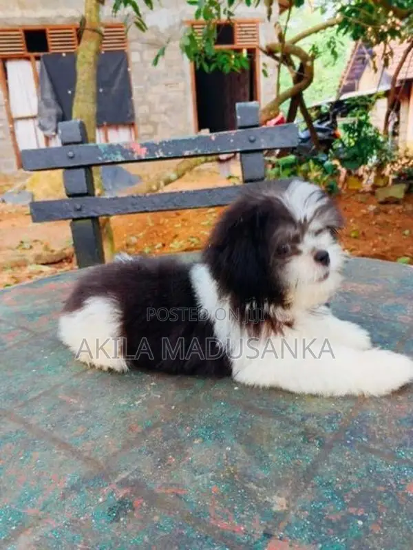 Mini Shih Tzu Puppy