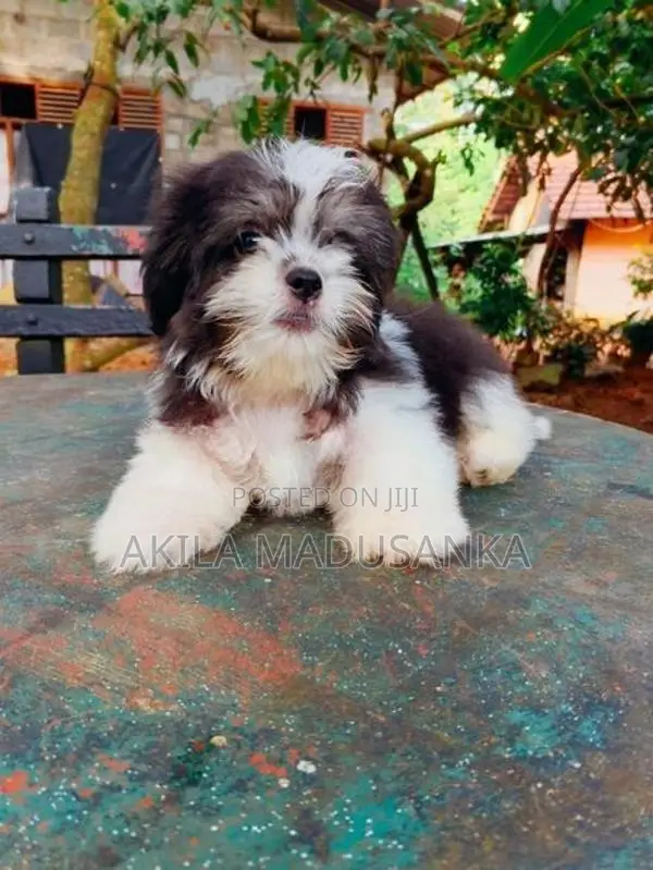 Mini Shih Tzu Puppy