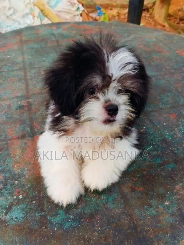 Mini Shih Tzu Puppy