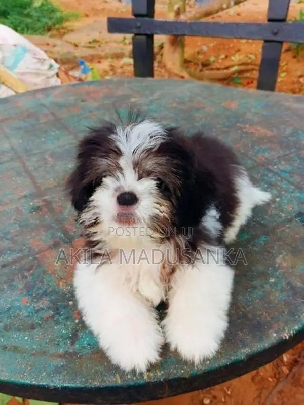 Mini Shih Tzu Puppy