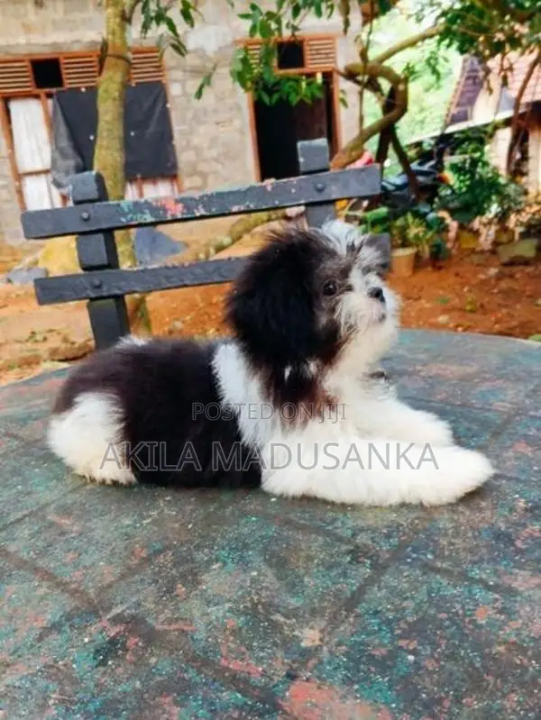 Mini Shih Tzu Puppy