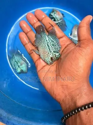 flowerhorn fish