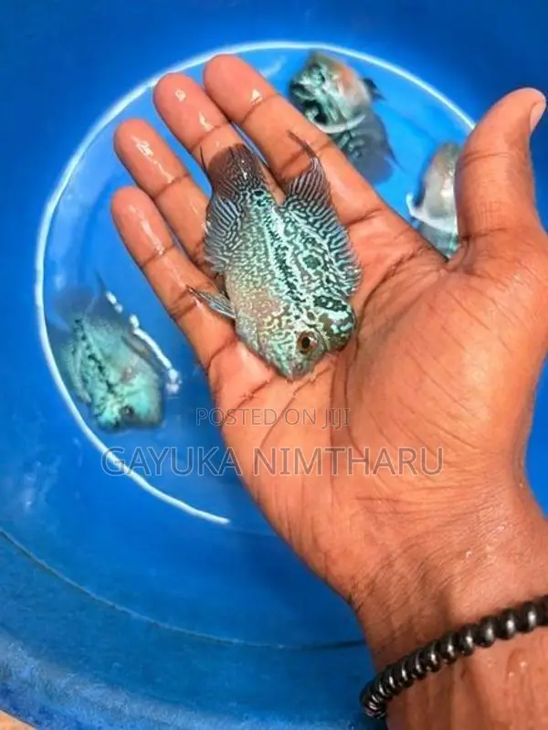 flowerhorn fish
