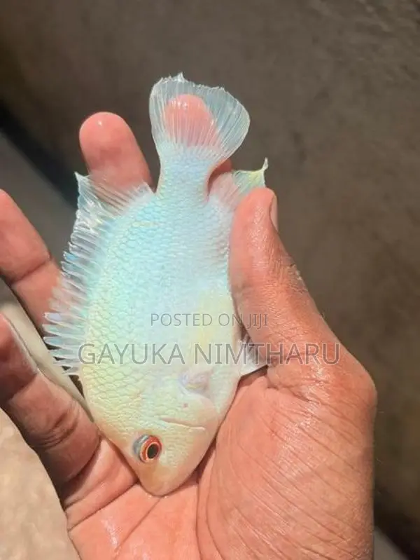 flowerhorn fish