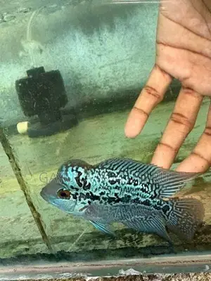 flowerhorn fish